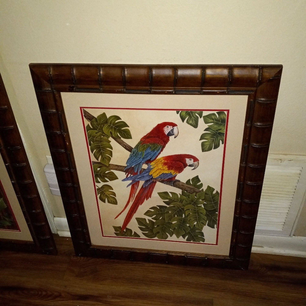 Macaw picture
